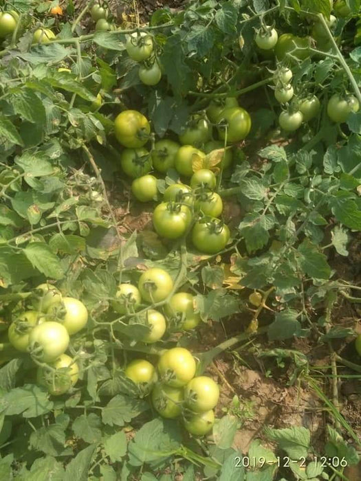 Hard Rock F1 Hybrid Tomato (Syngenta) - Farmers Stop