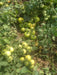 Hard Rock F1 Hybrid Tomato (Syngenta) - Farmers Stop