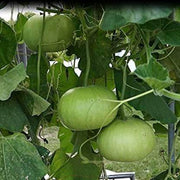 Round Bottle-gourd Seeds - Farmers Stop