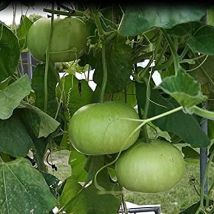 Round Bottle-gourd Seeds - Farmers Stop