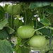 Round Bottle-gourd Seeds - Farmers Stop