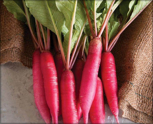Red Long Radish Improved Quality - Farmers Stop