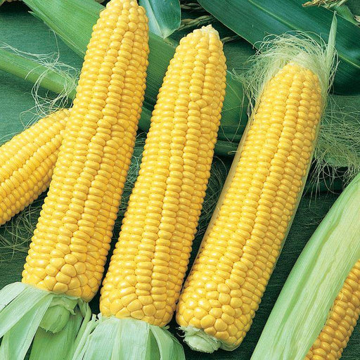 Sweet Corn Hybrid F1 Superior Quality - Farmers Stop
