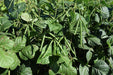 Moong Beans Research Quality - Farmers Stop