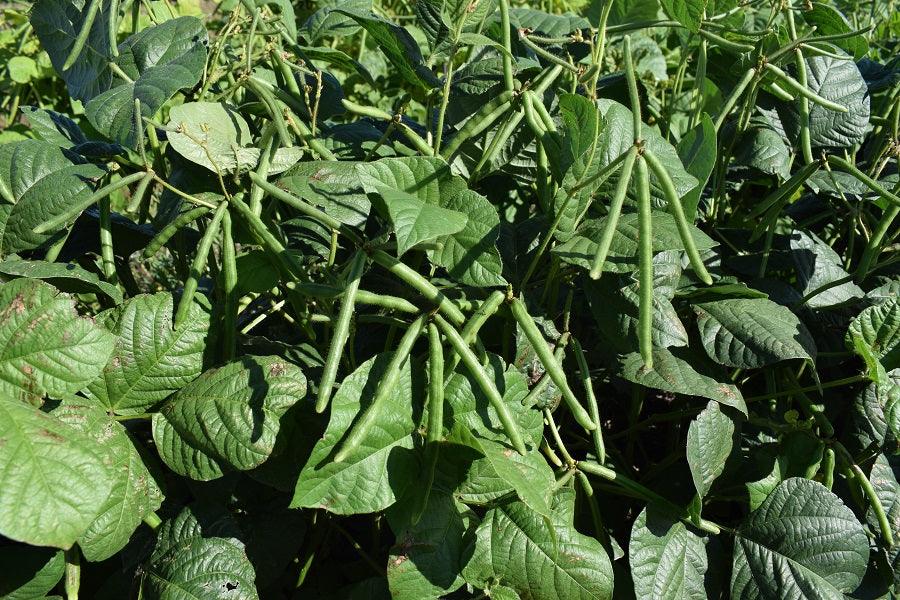Moong Beans Research Quality - Farmers Stop