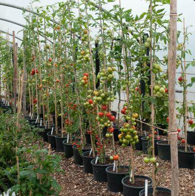 Trailing Tomato Indeterminate Type - Farmers Stop