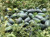Dark Greenish Icebox type Hybrid Watermelon  (Garden Festival) - Farmers Stop