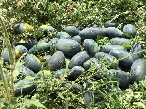 Dark Greenish Icebox type Hybrid Watermelon  (Garden Festival) - Farmers Stop