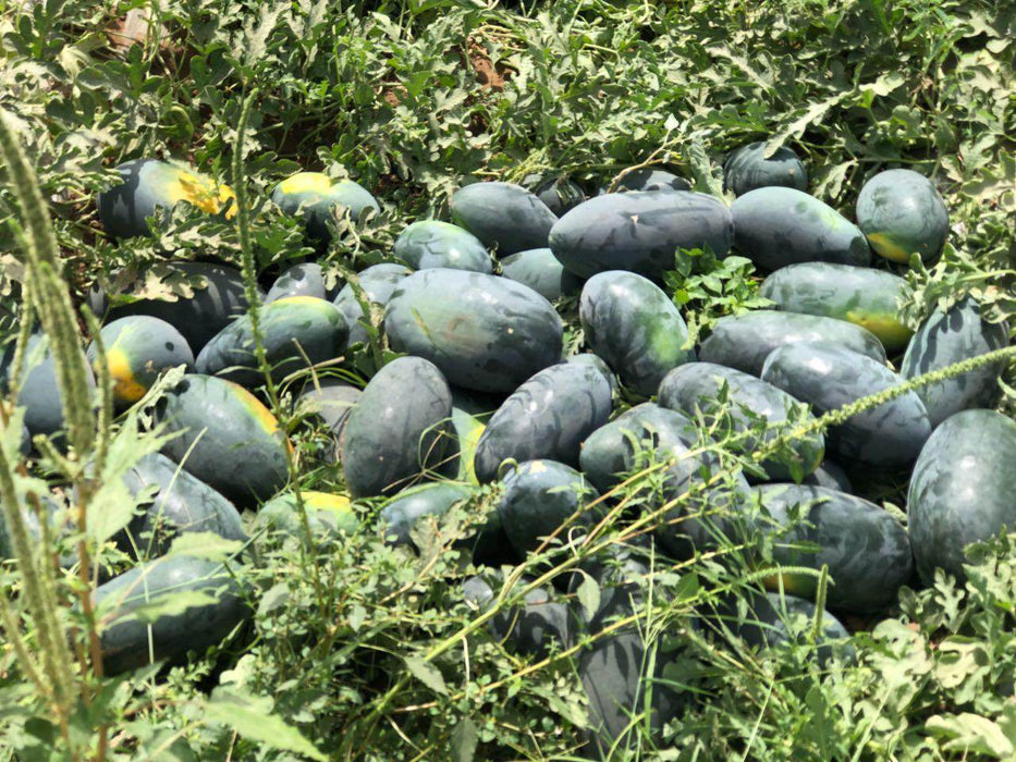 Dark Greenish Icebox type Hybrid Watermelon  (Garden Festival) - Farmers Stop