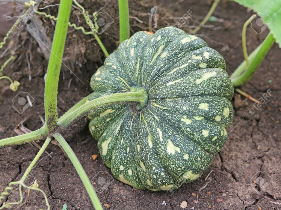 Pumpkin Best Quality Hybrid Seeds - Farmers Stop