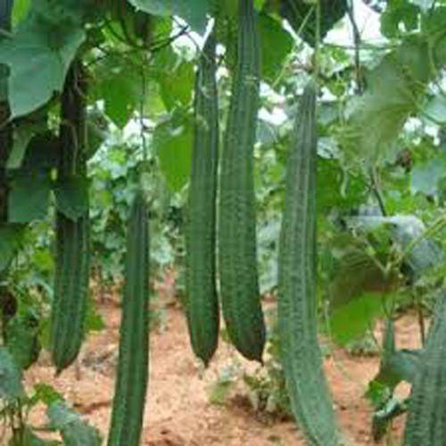 Ridge-gourd Best Quality Hybrid Seeds - Farmers Stop