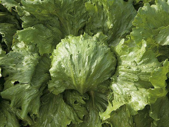 Saula Lettuce-iceberg (Enza Zaden) - Farmers Stop