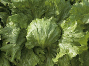 Saula Lettuce-iceberg (Enza Zaden) - Farmers Stop