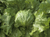 Saula Lettuce-iceberg (Enza Zaden) - Farmers Stop
