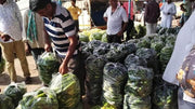 Simar F1 Hybrid Cucumber (Known You Seeds) - Farmers Stop