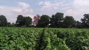 Simar F1 Hybrid Cucumber (Known You Seeds) - Farmers Stop