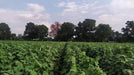 Simar F1 Hybrid Cucumber (Known You Seeds) - Farmers Stop