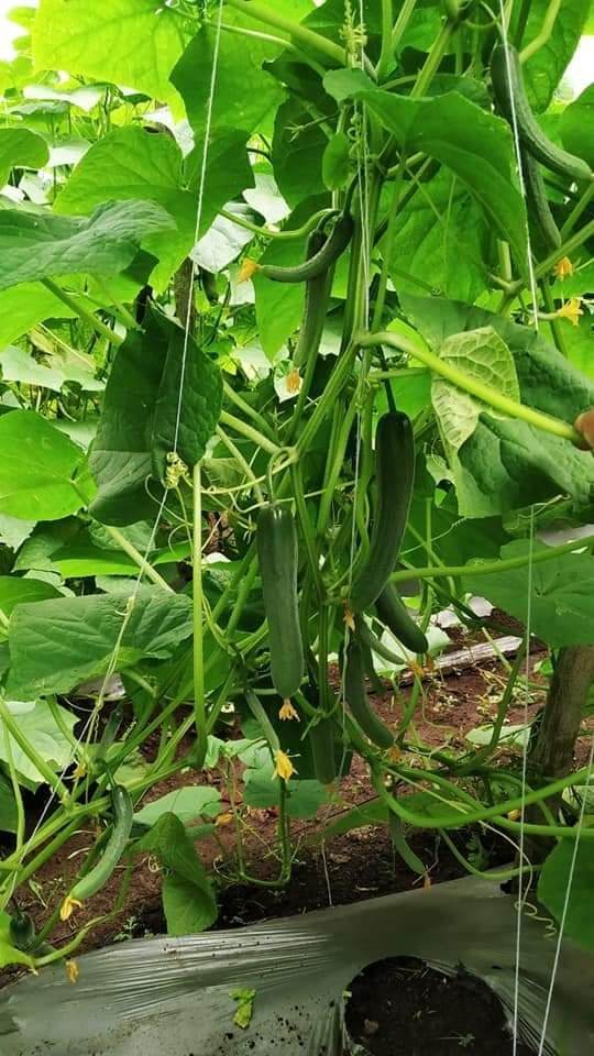 Simar F1 Hybrid Cucumber (Known You Seeds) - Farmers Stop