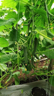Simar F1 Hybrid Cucumber (Known You Seeds) - Farmers Stop