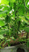 Simar F1 Hybrid Cucumber (Known You Seeds) - Farmers Stop