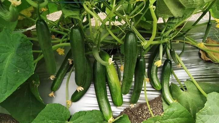Simar F1 Hybrid Cucumber (Known You Seeds) - Farmers Stop