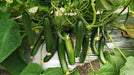 Simar F1 Hybrid Cucumber (Known You Seeds) - Farmers Stop