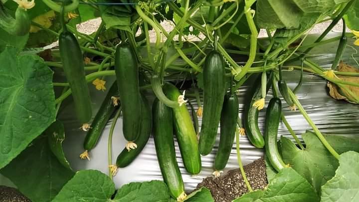 Simar F1 Hybrid Cucumber (Known You Seeds) - Farmers Stop