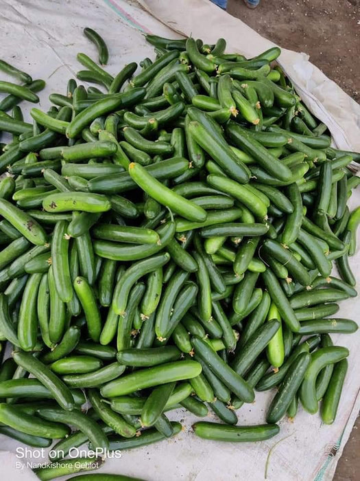 Simar F1 Hybrid Cucumber (Known You Seeds) - Farmers Stop