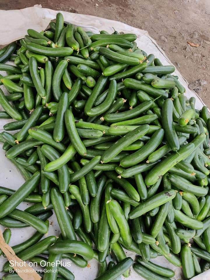 Simar F1 Hybrid Cucumber (Known You Seeds) - Farmers Stop