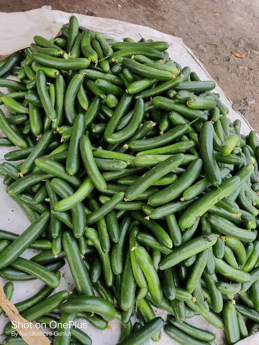Simar F1 Hybrid Cucumber (Known You Seeds) - Farmers Stop