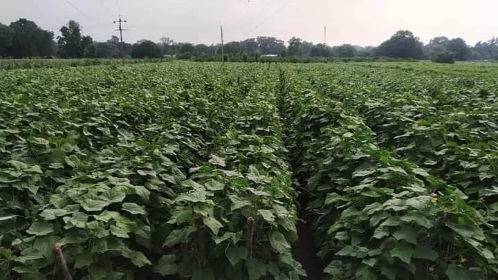 Simar F1 Hybrid Cucumber (Known You Seeds) - Farmers Stop