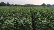 Simar F1 Hybrid Cucumber (Known You Seeds) - Farmers Stop