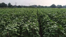 Simar F1 Hybrid Cucumber (Known You Seeds) - Farmers Stop