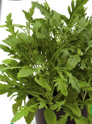 Rocket Sauvage Herb Seeds (Garden Festival) - Farmers Stop