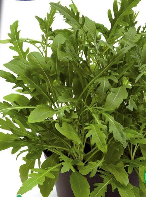 Rocket Sauvage Herb Seeds (Garden Festival) - Farmers Stop
