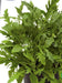 Rocket Sauvage Herb Seeds (Garden Festival) - Farmers Stop