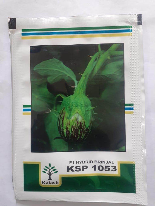 KSP-1053 SHIVAJI F1 HYBRID BRINJAL (KALASH SEEDS) - Farmers Stop
