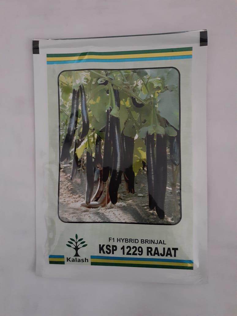 KSP-1229 RAJAT F1 HYBRID BRINJAL (KALASH SEEDS) - Farmers Stop