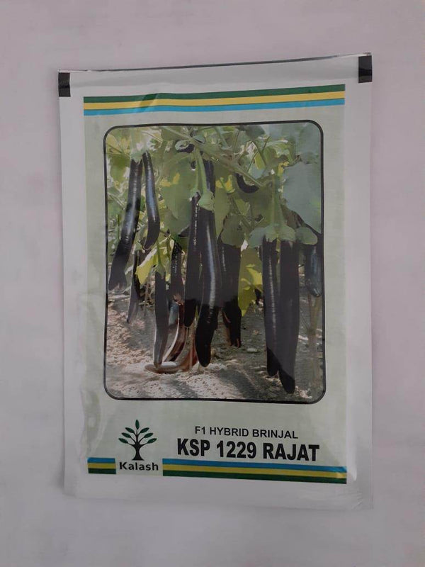 KSP-1229 RAJAT F1 HYBRID BRINJAL (KALASH SEEDS) - Farmers Stop