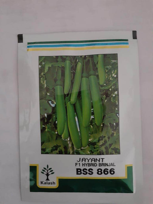 BSS-866 JAYANT F1 HYBRID BRINJAL (KALASH SEEDS) - Farmers Stop