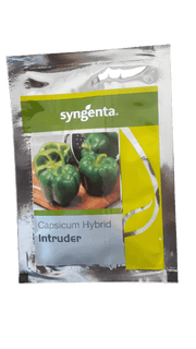 Intruder F1 Hybrid Capsicum (Syngenta) - Farmers Stop