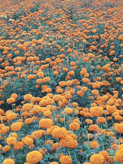 Best Quality Kolkata Type Marigold Plants for Farming - Farmers Stop