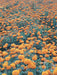 Best Quality Kolkata Type Marigold Plants for Farming - Farmers Stop