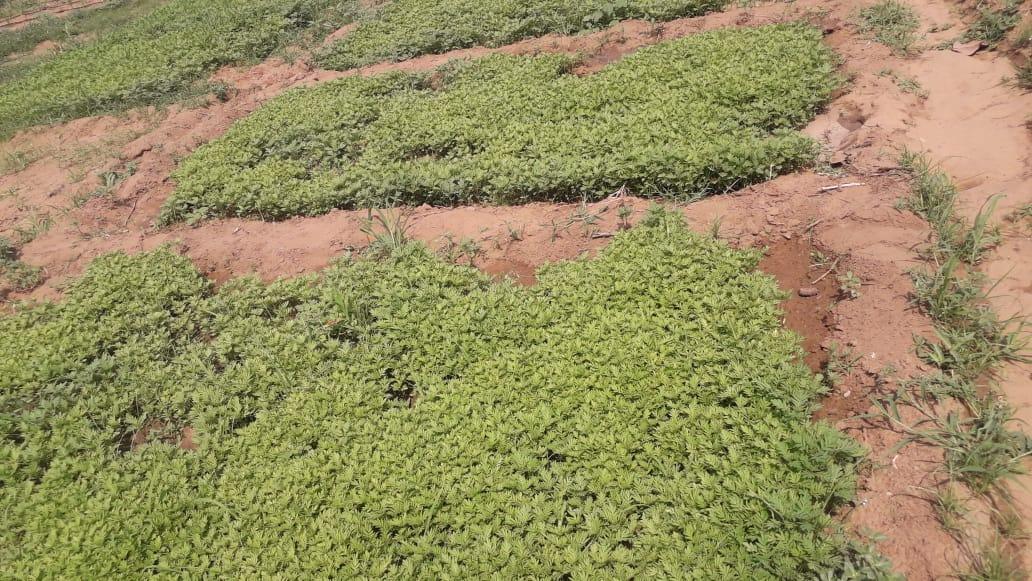 Best Quality Kolkata Type Marigold Plants for Farming - Farmers Stop