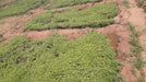 Best Quality Kolkata Type Marigold Plants for Farming - Farmers Stop