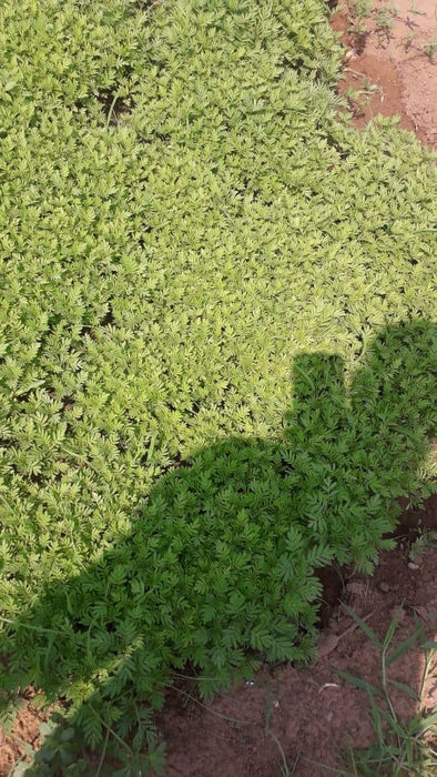 Best Quality Kolkata Type Marigold Plants for Farming - Farmers Stop