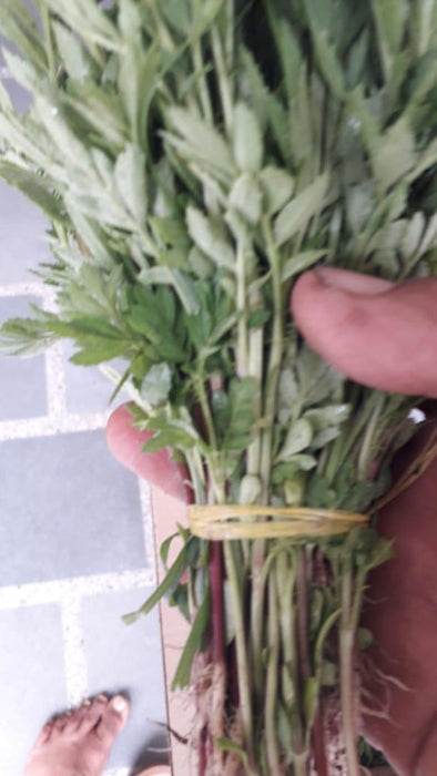 Best Quality Kolkata Type Marigold Plants for Farming - Farmers Stop