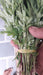 Best Quality Kolkata Type Marigold Plants for Farming - Farmers Stop