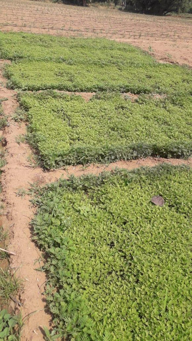 Best Quality Kolkata Type Marigold Plants for Farming - Farmers Stop