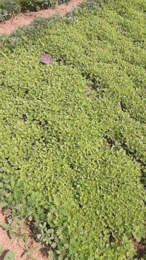 Best Quality Kolkata Type Marigold Plants for Farming - Farmers Stop